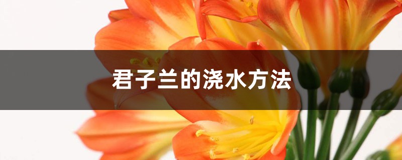 君子兰的浇水方法 (君子兰多久浇一次水)